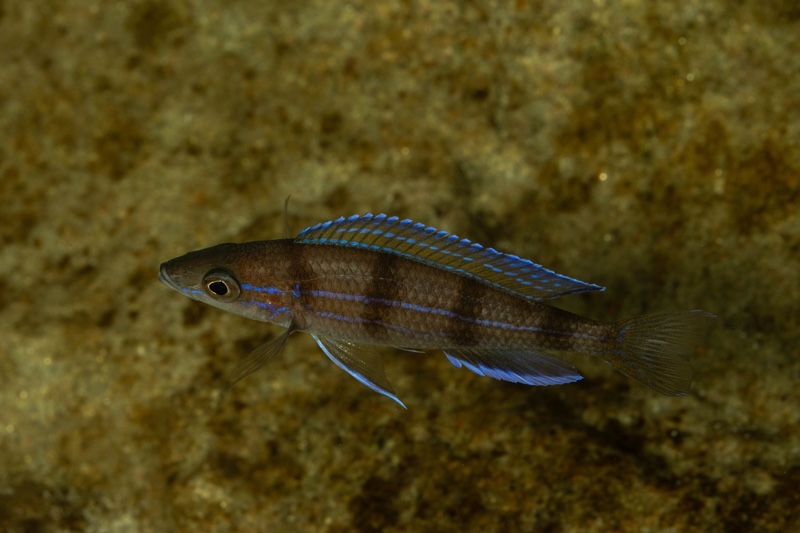 Paracyprichromis sp. 'ammelrooyi' Ikola